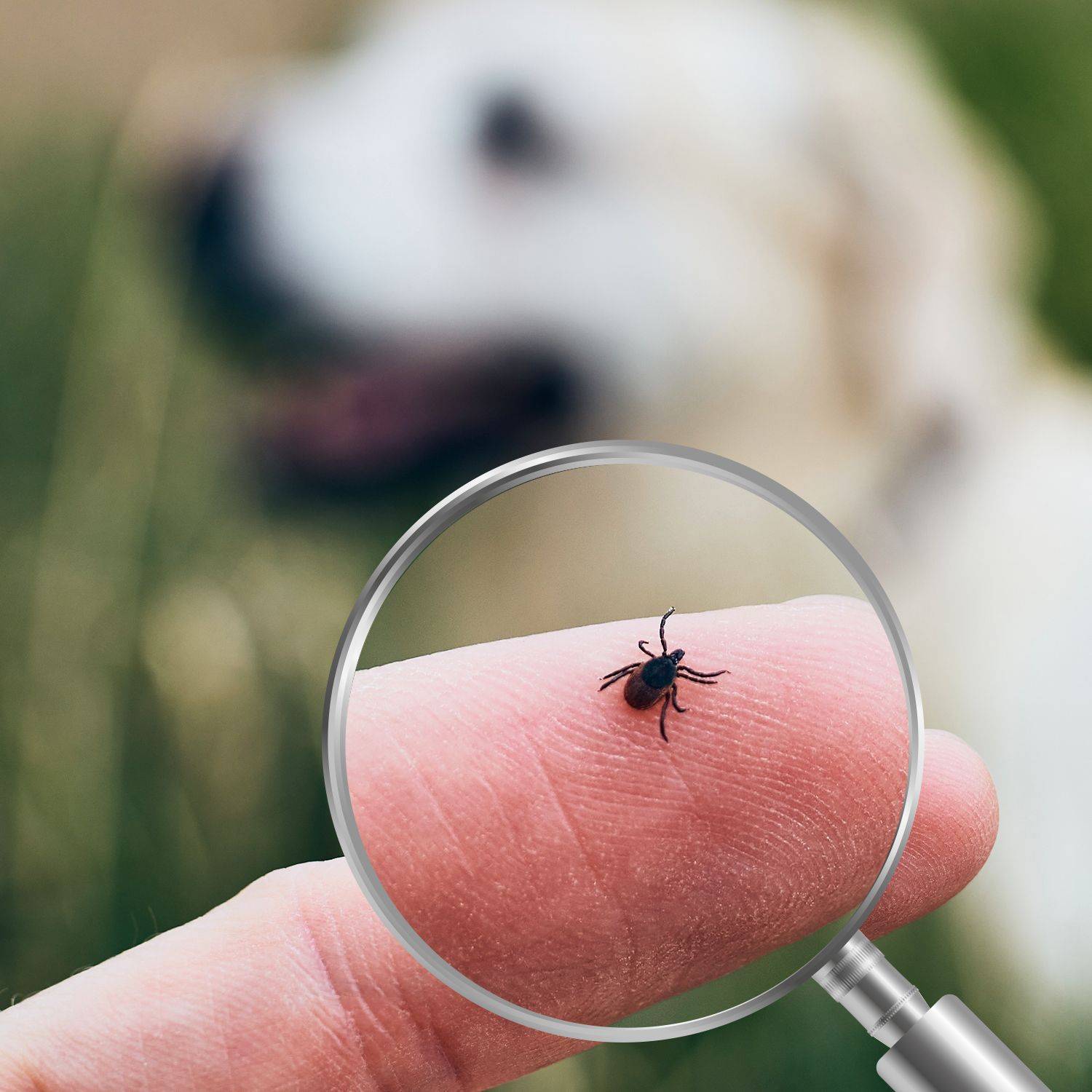Zecke auf einem Finger, vergrößert durch eine Lupe, im Hintergrund unscharf ein weißer Hund