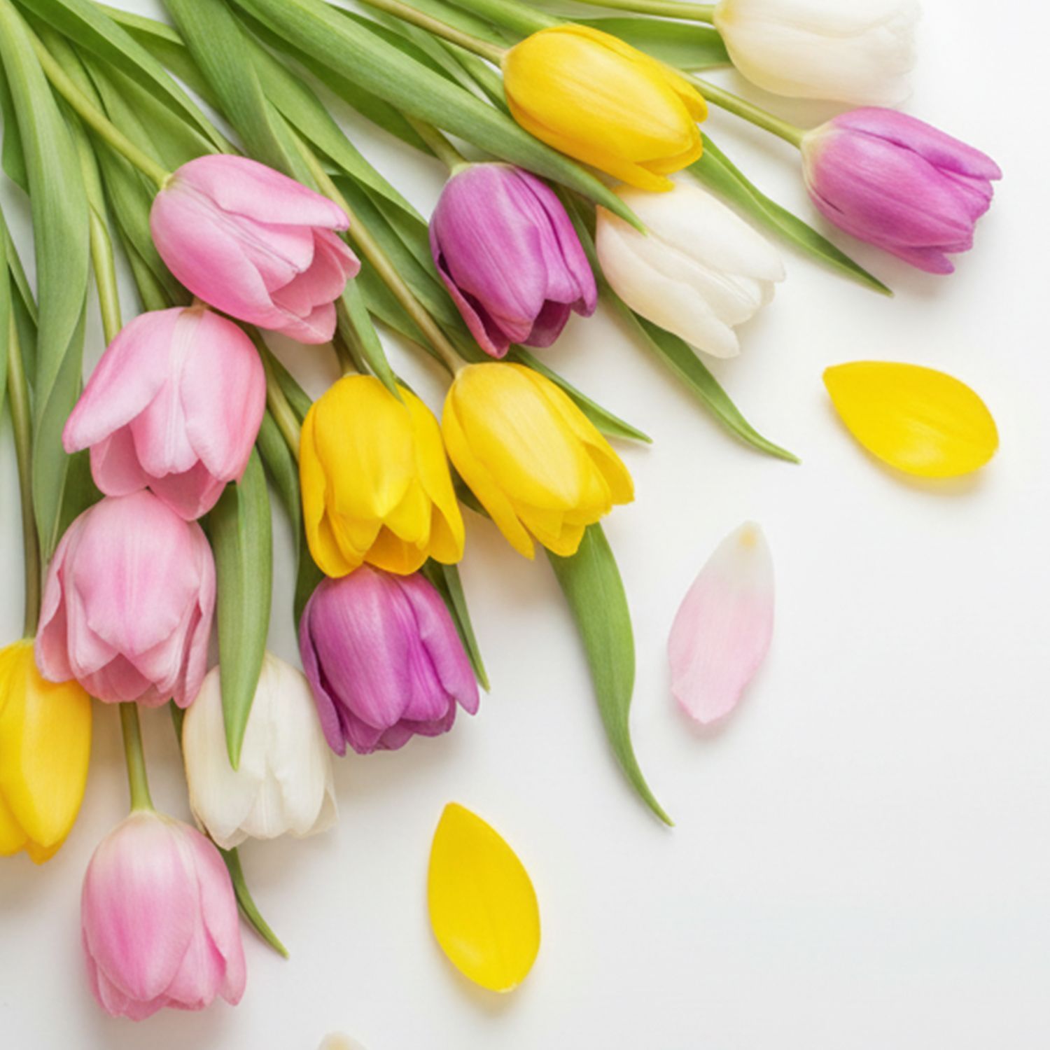 Bündel aus gelben, weißen, rosa und violetten Tulpen mit einigen verstreuten Blütenblättern auf weißem Hintergrund
